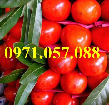 GIỐNG CÂY HỒNG NHÂN HẬU